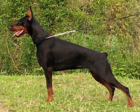 Photo of HungryDoberman P.