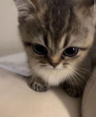 Photo of Neko S.