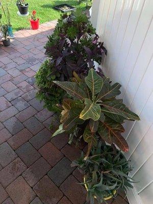 photo of Priscilla T.