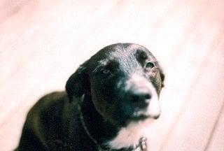 Photo of Liz C.