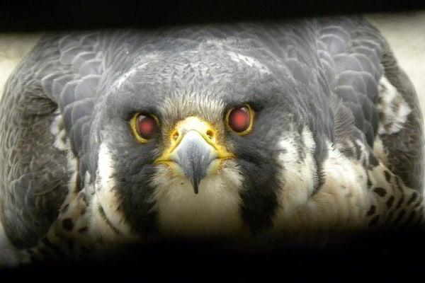 Photo of Falco P.