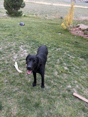 photo of American C.