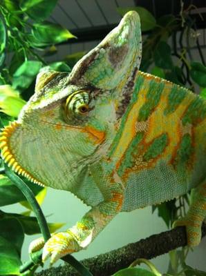 photo of Jonathan C.