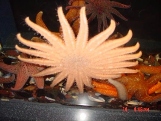 photo of Cavolimp G.