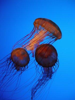 photo of Lawrence T.