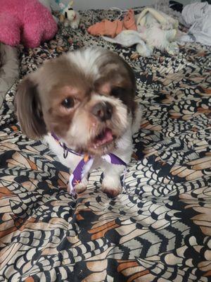 photo of Yiga Lord B.