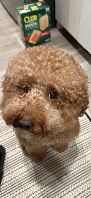 Photo of Bella P.