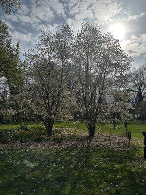 photo of Anonymous A.