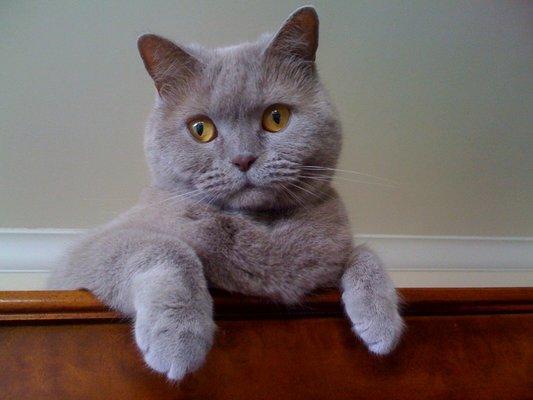 photo of Steffanee L.