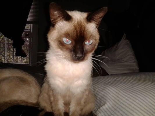 Photo of Virginia A.