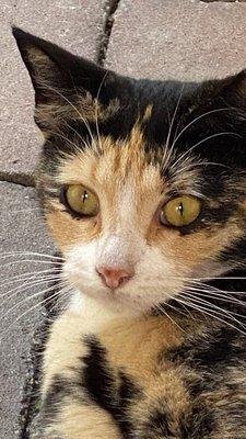 photo of Marc Lander A.