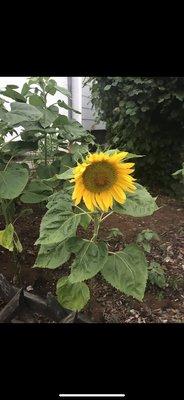 photo of Jacquitta W.