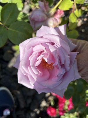 photo of Jennifer H.