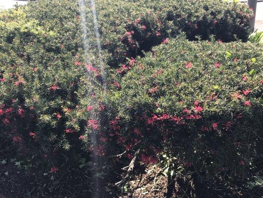 photo of SuddenArrival A.