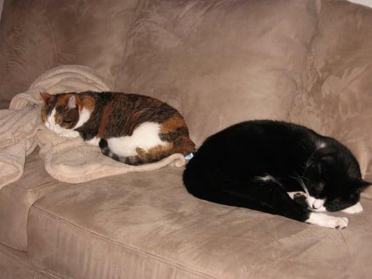 Photo of SassyCat L.