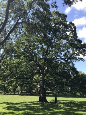 photo of Senorita I.