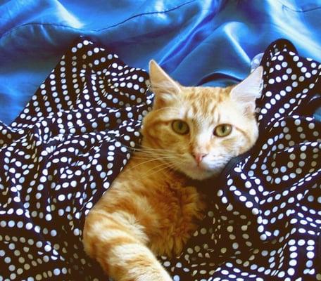 photo of Napoleon R.