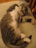 Photo of Luna B.