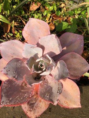 photo of Viktoria S.