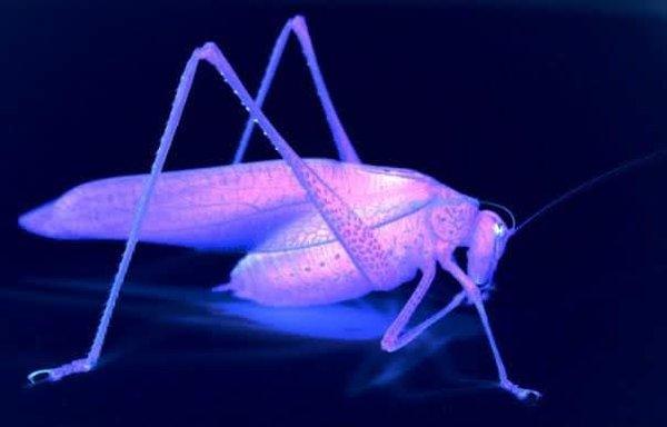 photo of Inwester T.