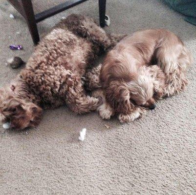 photo of Angelique R.