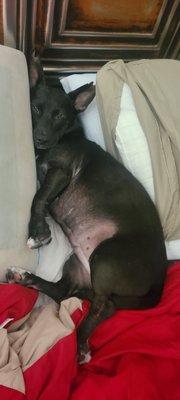 Photo of Oreo B.