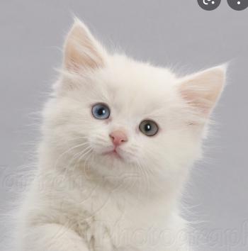 photo of Kitten F.