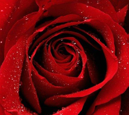 photo of Antoinette C.