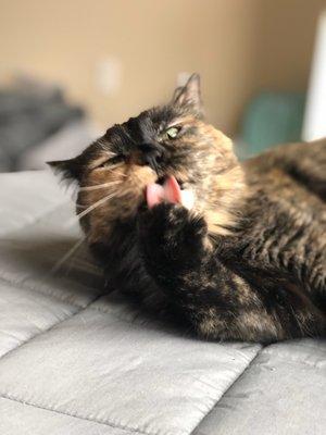 photo of Ashleigh M.