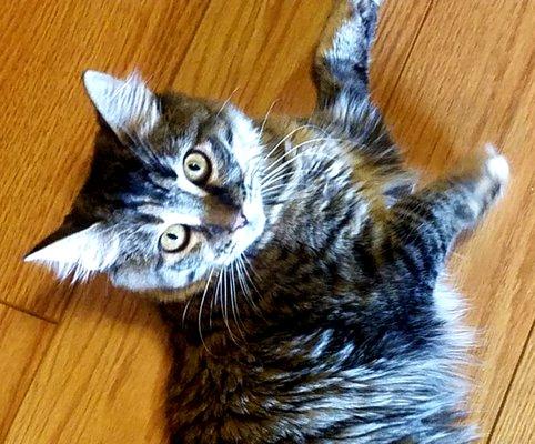 photo of Christal T.