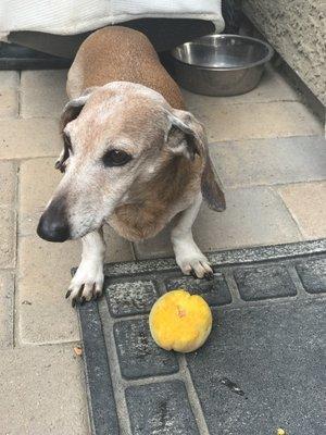 photo of Damonte Ranch N.