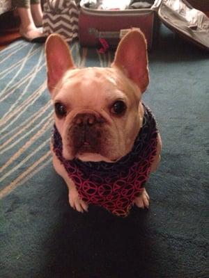 photo of FerrisTheBulldog O.