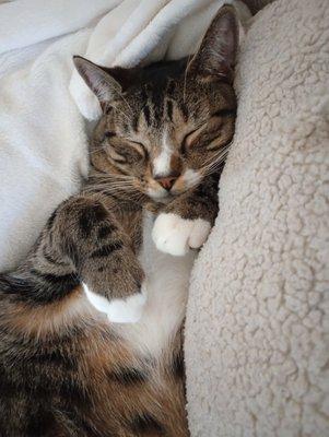 photo of Angels Wont A.