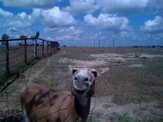photo of Patt B.