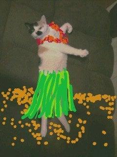 Photo of Cookie R.