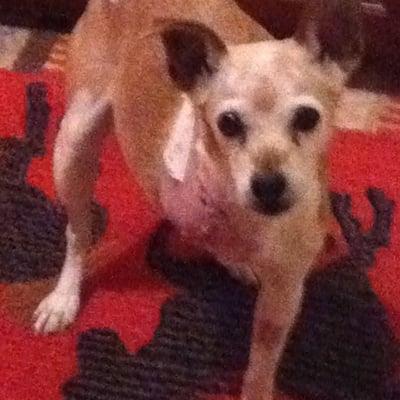 Photo of Shirra B.