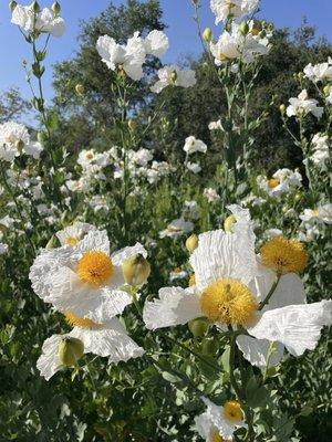 photo of gabriela c.