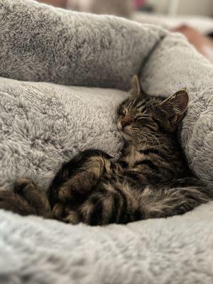 photo of Mercedes E.