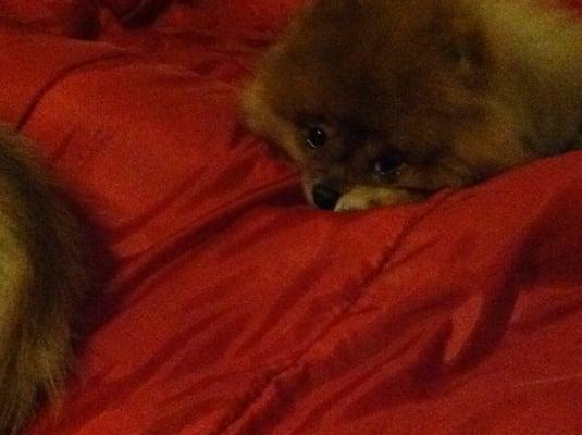 photo of Kamalani M.