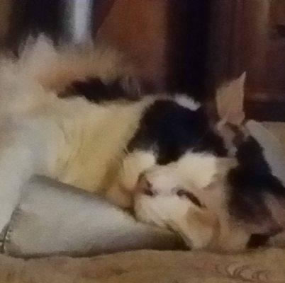 photo of Catsista J.