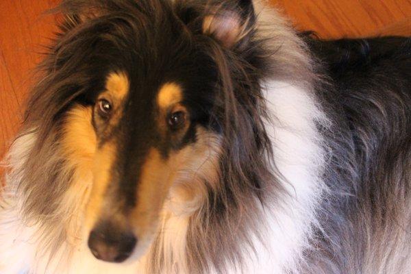 photo of Zacchoreli F.