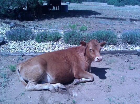 Photo of AVID C.
