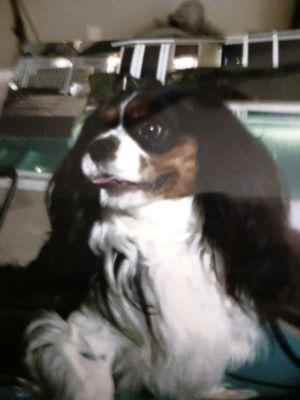 photo of Klynn D.