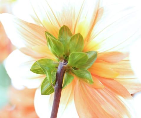 photo of Jennifer B.