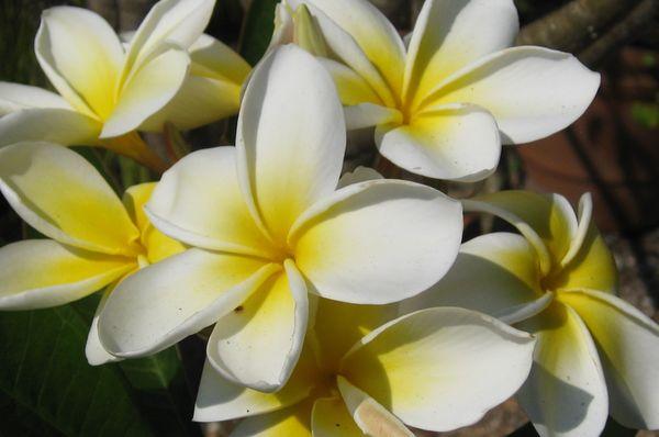 photo of Plumeriapam H.