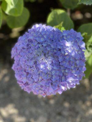 Photo of Dew K.