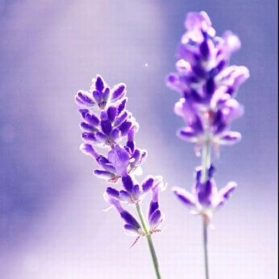 photo of Lavender B.