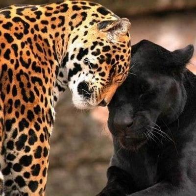 Photo of Balam And Dechen ..