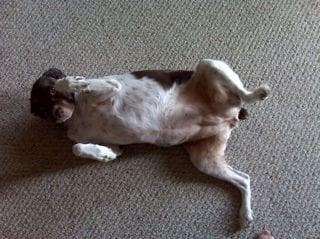 photo of Walnuts C.