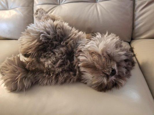 photo of Griselis P.